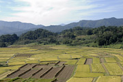 椹平の棚田01
