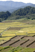 椹平の棚田03