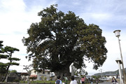 大ケヤキ01
