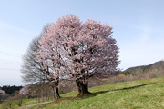 西蔵王の大山桜01