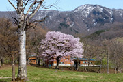 西蔵王の大山桜03