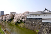 東大手門(桜)03
